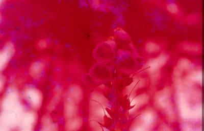 [Flor]