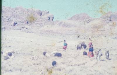 [Animais e camponeses peruanos]