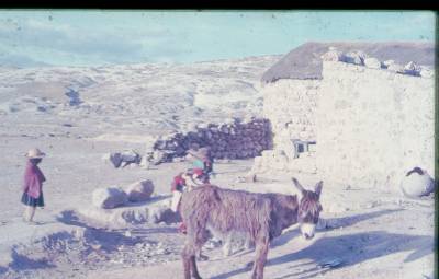 [Animal e camponeses peruanos]