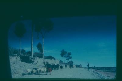 [Paisagem, animais e pessoas vistas por janela de carro]