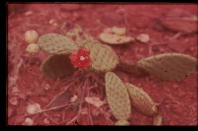 [Cacto em flor]