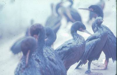 [Aves]