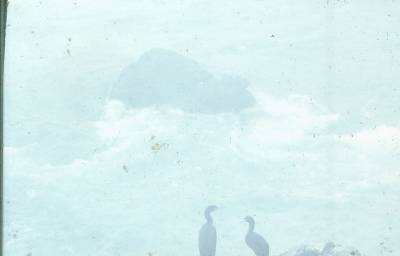 [Aves à beira d'água]