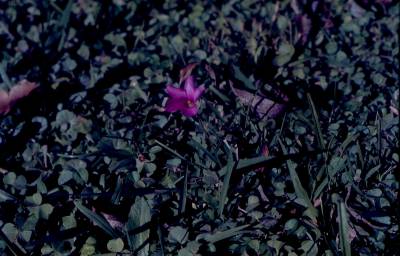 [Flor] (2)